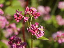 秋風に揺れるコスモス