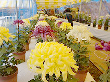 第49回一宮菊花大会