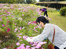 プチボランティア コスモスの花がら摘み