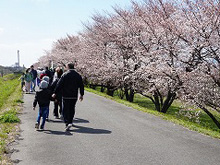 桜堤ウォーキング大会
