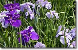 花ショウブ
