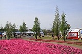 シバザクラ