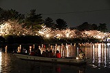 夜桜