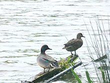 双眼鏡で渡り鳥観察