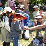 野草や春の生き物の観察をしよう