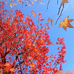 カメラを使って秋をみつけよう