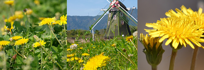 期間中の見どころ