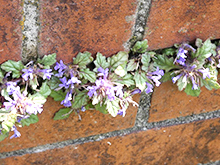 自然体験「春の野草ミニガイド」