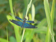 生き物博士になろう!パークセンターの住人探しクイズ(セルフガイド)