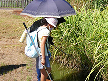 プチボランティア~ジャンボタニシやっつけ隊 (オニバスミニガイド付き)