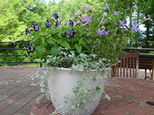 自然体験~寄せ植え体験