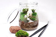 テラリウム