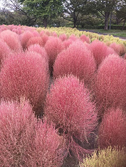 農業文化園・戸田川緑地