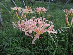 東谷山フルーツパーク