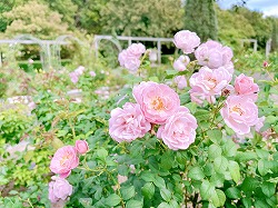 ぎふワールド・ローズガーデン