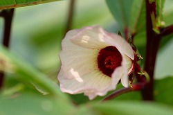 内藤記念くすり博物館