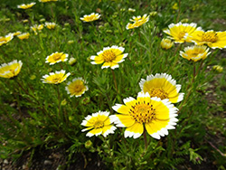 愛・地球博記念公園