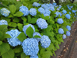 農業文化園・戸田川緑地