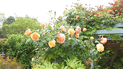 久屋大通公園フラリエ