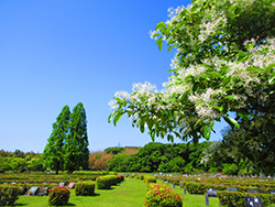 みどりが丘公園