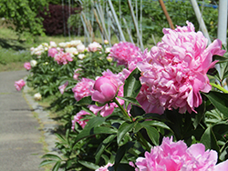 東谷山フルーツパーク