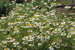内藤記念くすり博物館