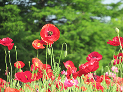 木曽三川公園センター