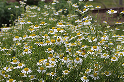 内藤記念くすり博物館