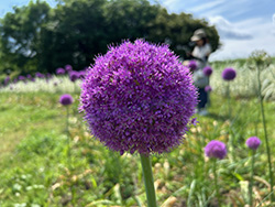 フラワーパーク江南