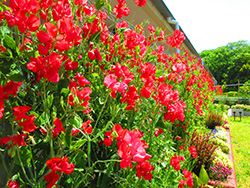 みどりが丘公園