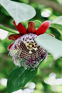 東谷山フルーツパーク