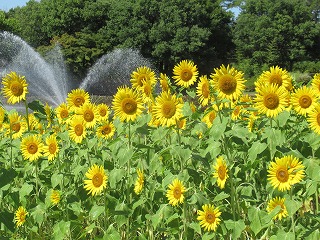 ヒマワリ イノベル