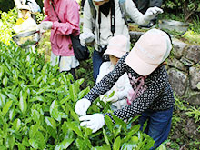 お茶の葉摘みをしてみよう