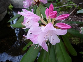 花が大きく、シャクナゲの中で一番豪華と言われている。