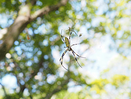 ジョロウグモの交接(交尾のこと)