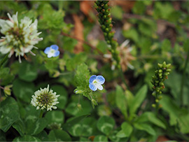 オオイヌノフグリ