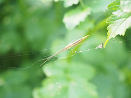 アシナガグモの仲間