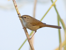 ウグイスのさえずり