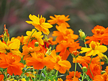 フラワースナップ!‘autumn’