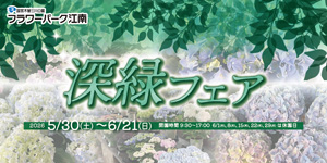 深緑フェア