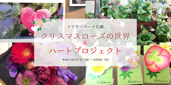 クリスマスローズの世界&ハートプロジェクト