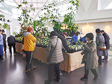 クリスマスローズ販売会