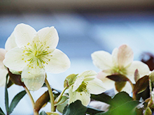 フラワースナップ‘early spring’