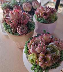 LOVE BOTANICALS~多肉植物の世界~