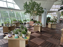ハーブ展