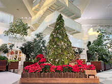 クリスマス花のオブジェ展