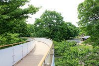 樹冠回廊