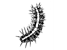 新春!動物・昆虫絵画展