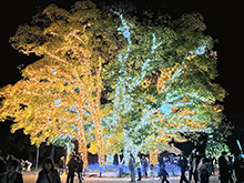 イルミネーション点灯