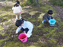 プチボランティア 木の実を拾おう!